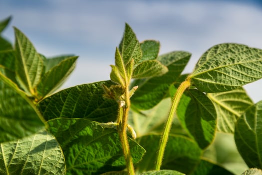 Soy flowers in sunny field. Green growing soybeans photo