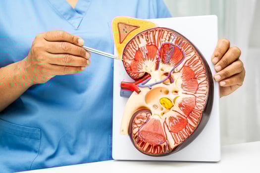 Kidney disease human anatomy photo