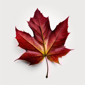 A red maple leaf on a white background photo