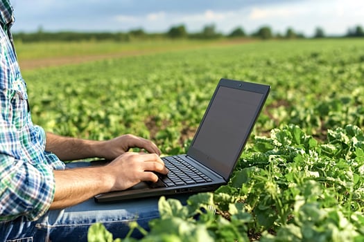 Farmer working with laptop in sugar beet field photo