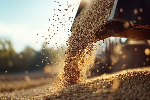 Harvester unloading freshly harvested soybeans into truck at sunset photo