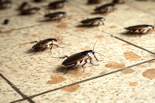 Cockroaches crawling on dirty floor tiles in kitchen photo