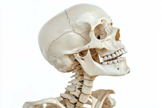 Human Skeleton Anatomy. Skull and Spine photo