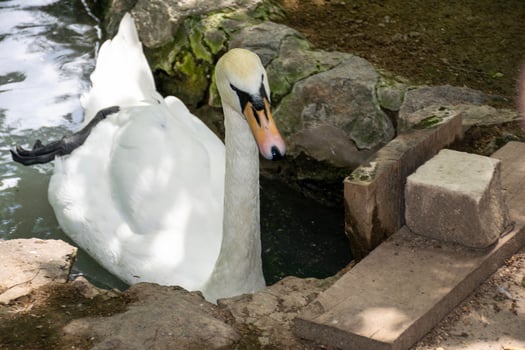 A swan sitting on a rock. High quality photo, A white swan swims on the water in a pond. A swan close-up. A rocky shore in front of it photo