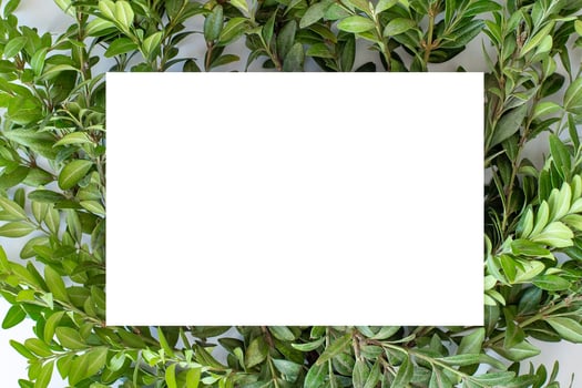 Mock up paper white card on a light green leaves. photo