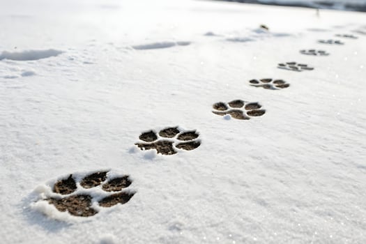 dog paw prints in the snow nature photo