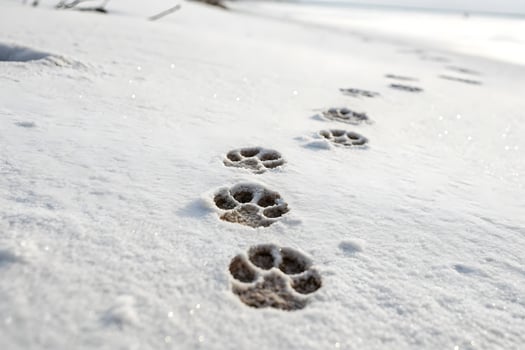 dog paw prints in the snow photo