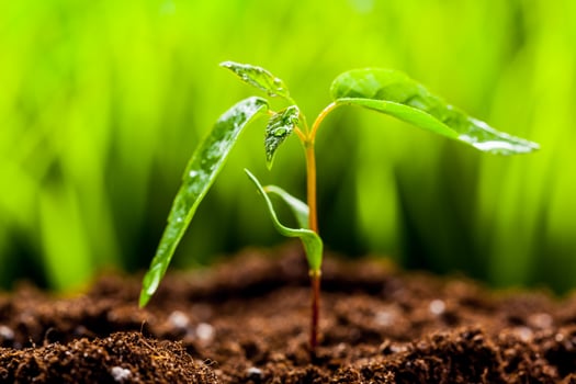 New life. Young sprout in springtime,Closeup. photo