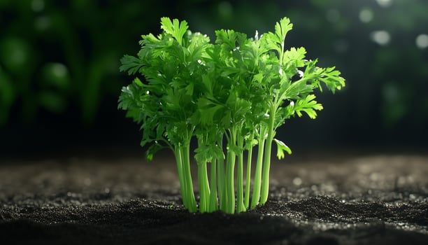 Vegetable celery replant on soil after cutting for cooking in home photo