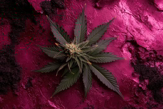 Cannabis bud on a textured magenta background photo