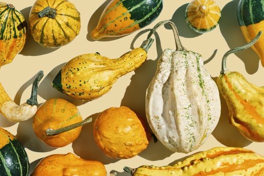 Pumpkins, gourds, squashes, patissons of different shapes and colors top view background. Autumn flat lay composition with ornamental pumpkins, minimal style, sunlight trend shadows, overview photo