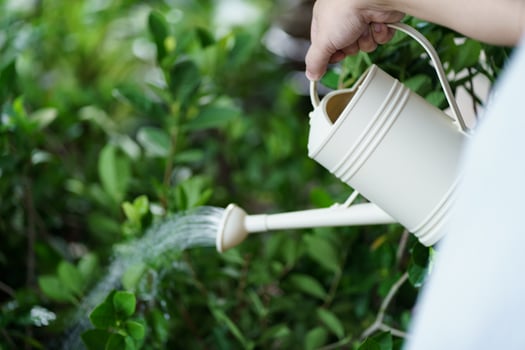 a person is watering a plant with a watering can in morning. photo