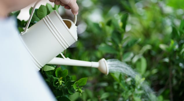 a person is watering a plant with a watering can. photo