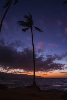 A tall palm tree stands silhouetted against a vibrant sunset sky with purple and orange hues, gentle ocean waves, and a distant mountainous coastline. photo
