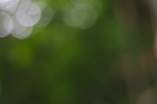 natural bokeh effect background of outdoor trees and leaves view photo