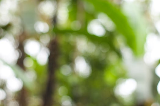 natural bokeh effect background in nature from leaves and sunlight photo
