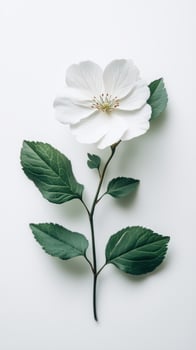 Delicate white flower with green leaves displayed on a light background photo
