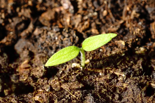 A small green plant sprouting from the soil photo