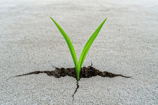 A blade of grass grows through a crack in concrete photo