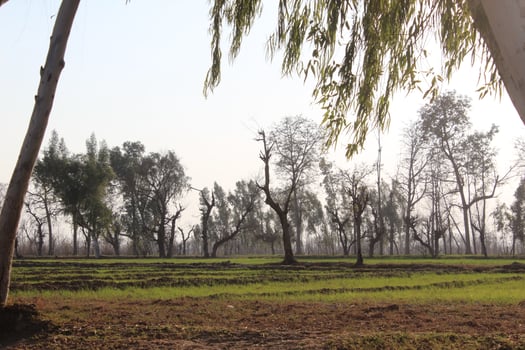 Silhouetted trees stand against a clear sky, their branches sparse and reaching outward. photo