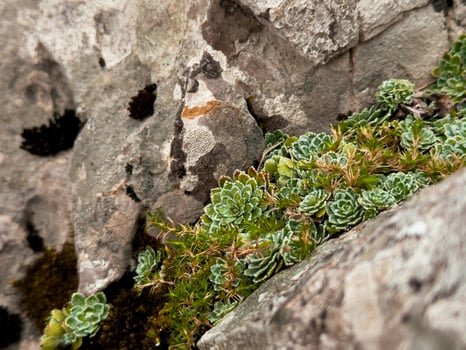 Succulent plants among rocky terrain with moss photo