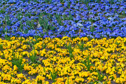 Yellow blue violets young flowers on green meadow.Landscaping photo