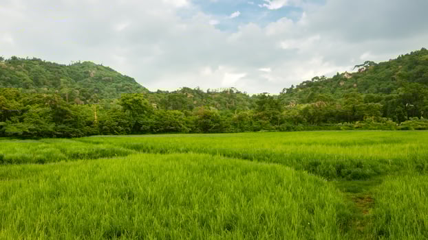 Lush green rice paddy field, mountainous backdrop, rural Asia, agriculture photo