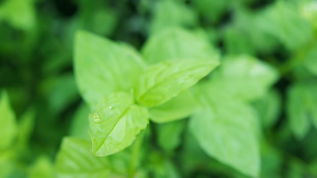Dewdrop on green leaf, lush garden background, nature photography, recipe website photo