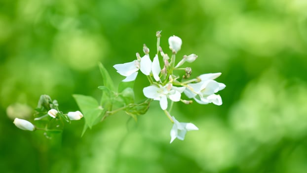 White wildflowers bloom, green bokeh background, nature scene, spring photo