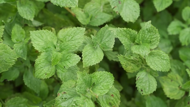 Lush mint leaves growing outdoors, background blurred photo
