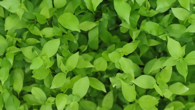 Lush green foliage, overhead view, garden background, nature texture photo