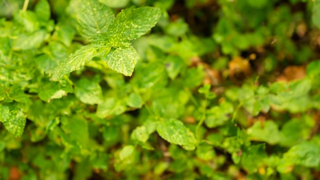 Lush green mint plants growing outdoors, blurred background, for food and beverage use photo