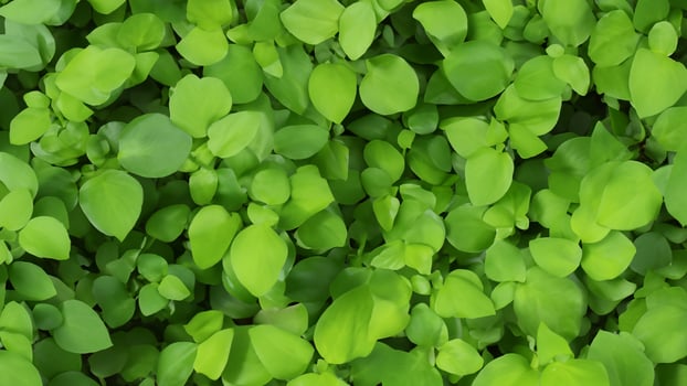 Lush green foliage background texture, vibrant leaves photo