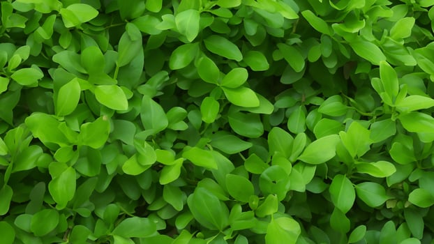Lush green foliage, garden backdrop, vibrant leaves, natural texture, website design photo