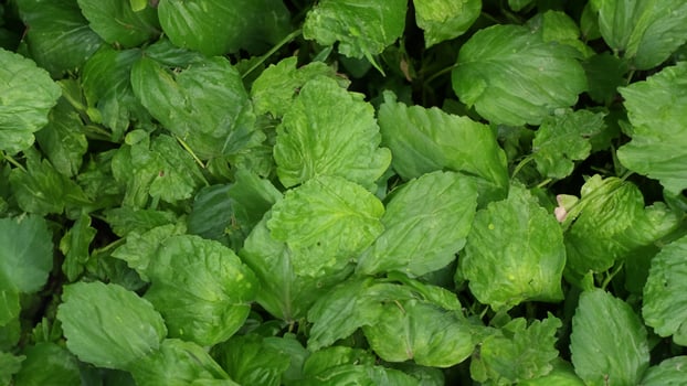 Lush green leaves, garden background, texture, nature backdrop photo
