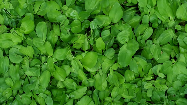 Lush green foliage background texture, garden photo