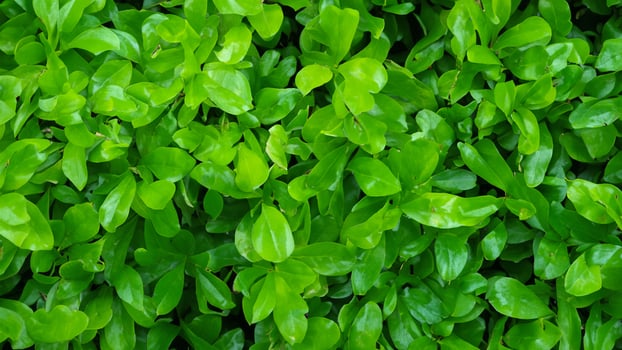 Lush green leaves, garden hedge, sunlight, background blur, nature texture photo