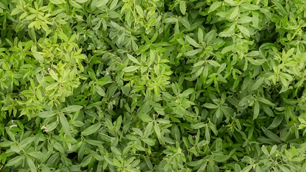 Lush green foliage field background texture photo