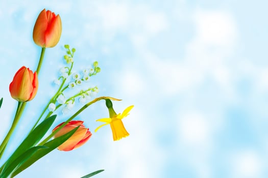 Natural floral composition. Spring. flowers lilies of the valley and tulips. photo