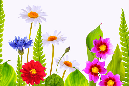 Bright colorful flowers isolated on light background. Floral arrangement. photo