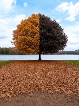A tree with half autumn leaves and half dark leaves by a lake photo