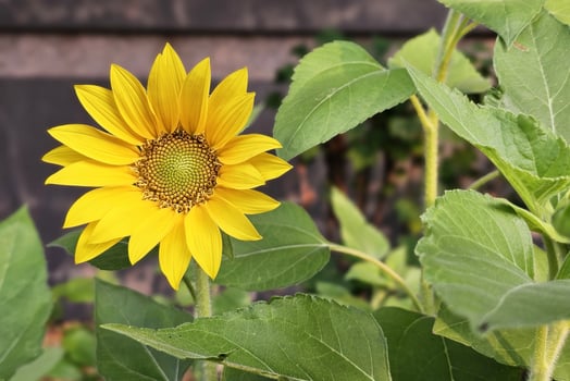 Close up Yellow Sunflower in the Garden. photo
