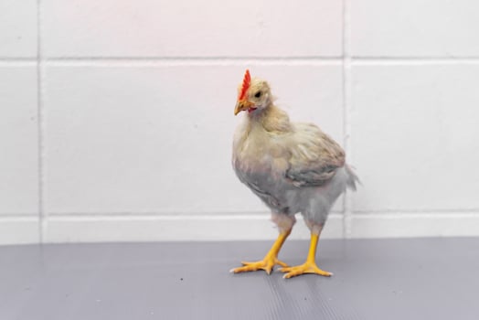 White Chick is standing on purple gray table in outdoor light photo