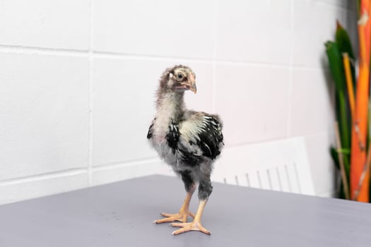 Black Chick is standing on purple gray table in outdoor. photo