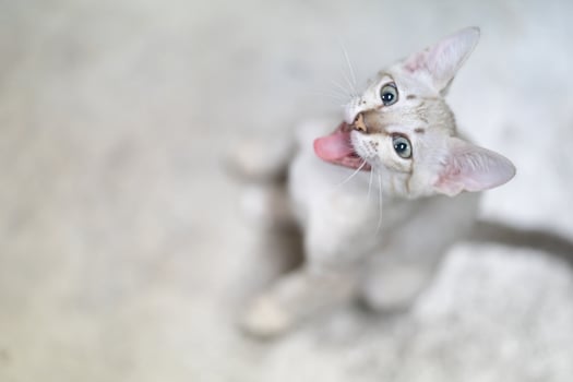 Cat striking contrast of a light brown mackerel tabby coat and piercing light green eyes draws our attention as a beautiful kitten looks our way. photo