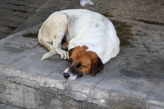 White dog curl sleeping on concrete floor. photo