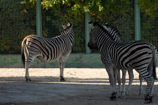 Zebras Zoo Enclosure Summer. Two zebras stand near a fence in a zoo enclosure during summer, likely for conservation and display. photo