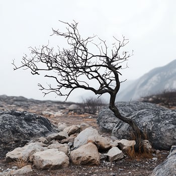 A lone tree in a barren landscape photo