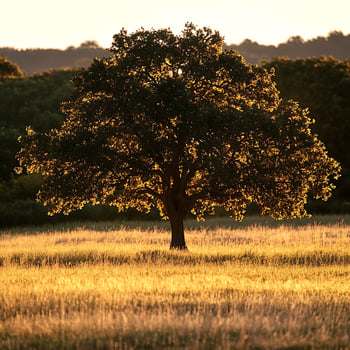 A tree in a field at sunset photo
