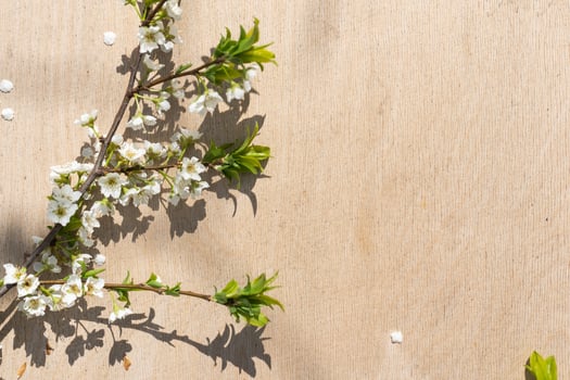 Cherry flowers on a white background. Flowering cherry branch. photo